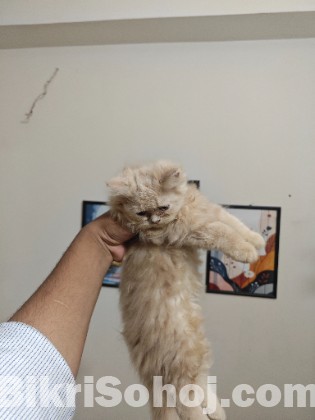 Persian
